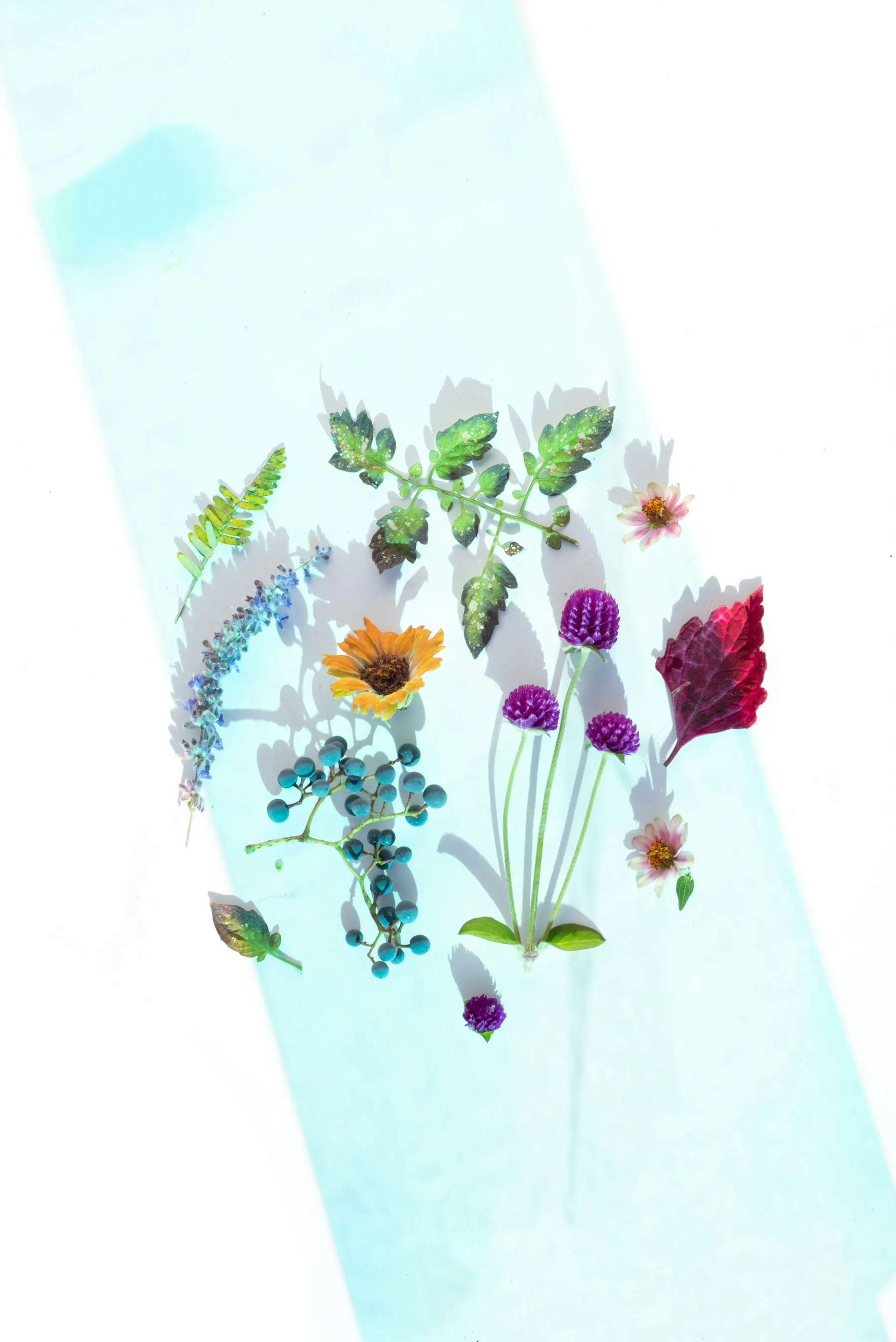 Composição de folhas e flores coloridas com sombras sobre fundo claro