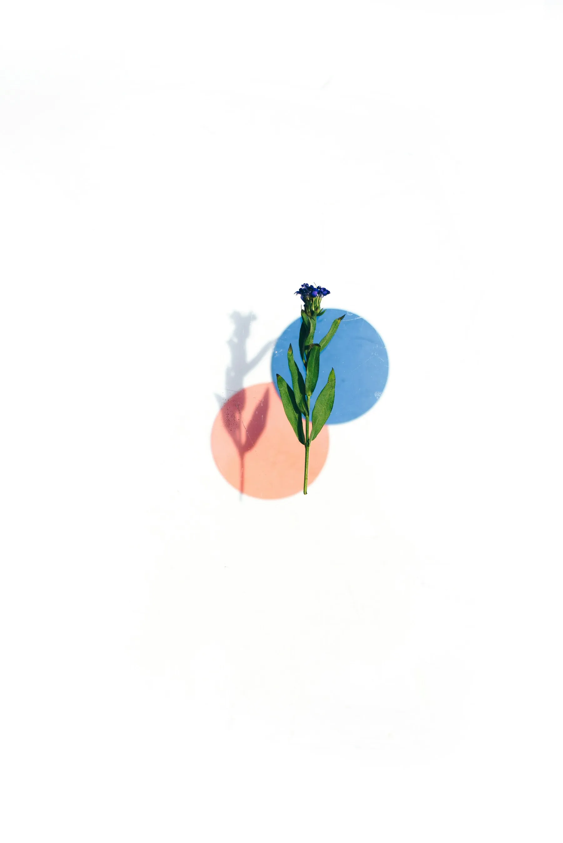 Flor azul com sombra e formas geométricas sobre fundo claro