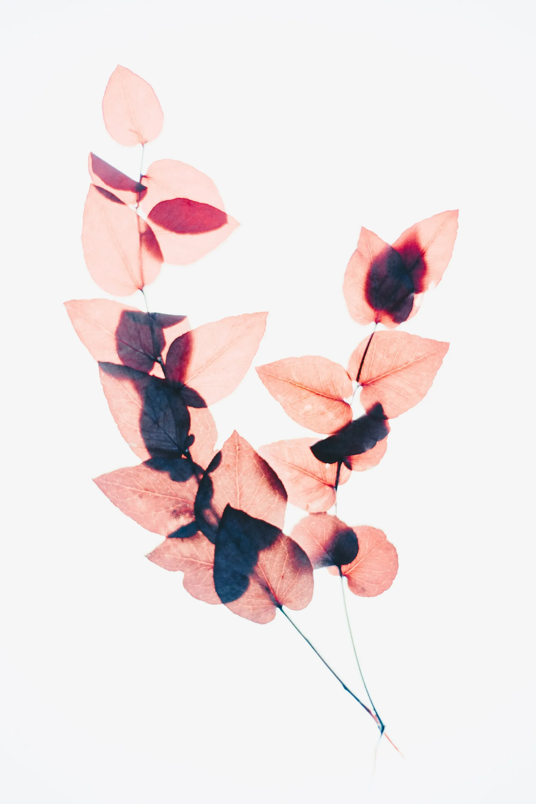 Folhas rosadas projetando sombras marcadas sobre fundo claro